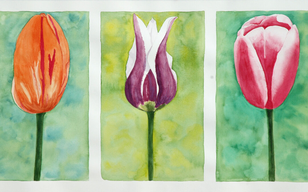 Triptych of Tulips, Evelyn E.